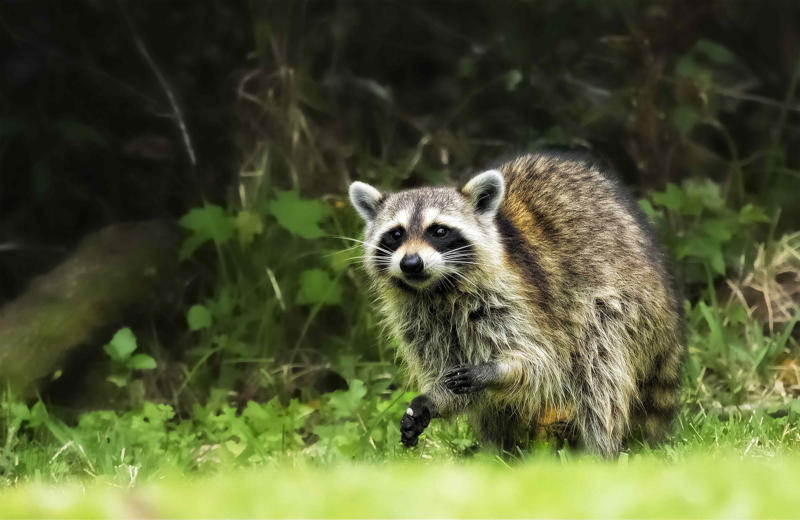 Secure Your Garbage, Check Your Bird Feeder, Maintain Your Lawn, Keep an Eye on Your Produce, Monitor Potential Den Sites, Don't: Trap Them, Don't: Use Scents