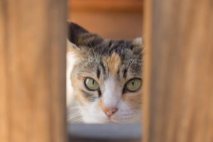 猫のスネる姿、どんなときに見られることが多い？, 猫が『スネてしまった』ときに見せる行動4選, 1.隠れてじっと見つめる, 2.反応しなくなる, 3.わざとイタズラする, 4.尻尾をばたばたする・耳を外側にそらす