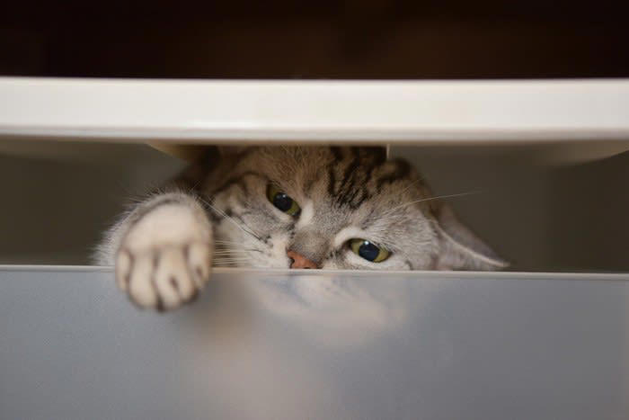 猫のスネる姿、どんなときに見られることが多い？, 猫が『スネてしまった』ときに見せる行動4選, 1.隠れてじっと見つめる, 2.反応しなくなる, 3.わざとイタズラする, 4.尻尾をばたばたする・耳を外側にそらす