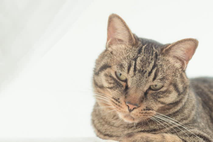 猫のスネる姿、どんなときに見られることが多い？, 猫が『スネてしまった』ときに見せる行動4選, 1.隠れてじっと見つめる, 2.反応しなくなる, 3.わざとイタズラする, 4.尻尾をばたばたする・耳を外側にそらす