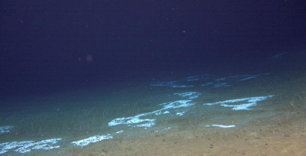 Meet the strange creatures thriving in the deep dark depths of the Pacific