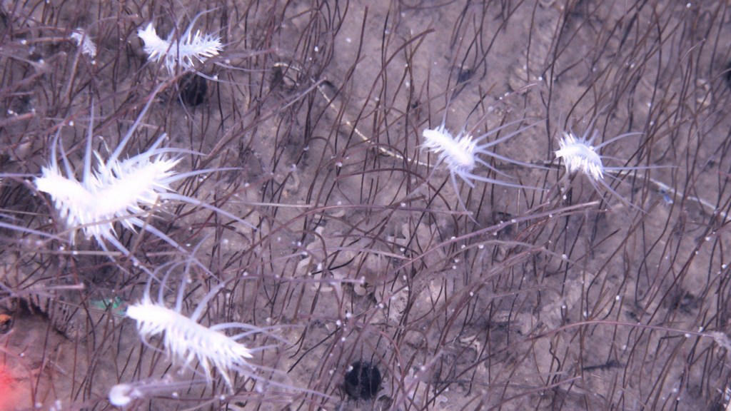 Meet the strange creatures thriving in the deep dark depths of the Pacific