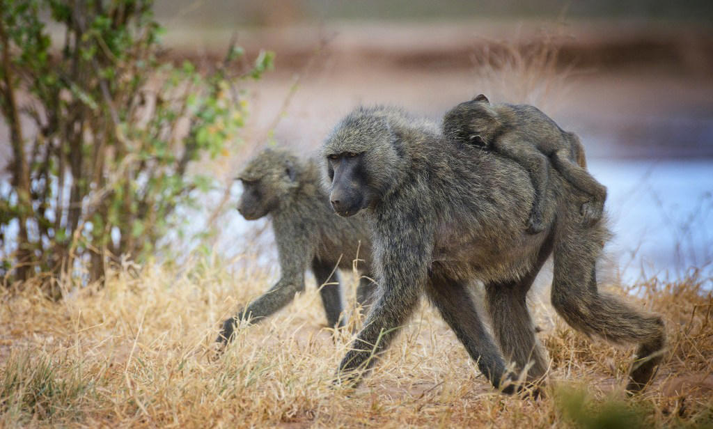 Zoo kills 12 baboons because there wasn’t enough space