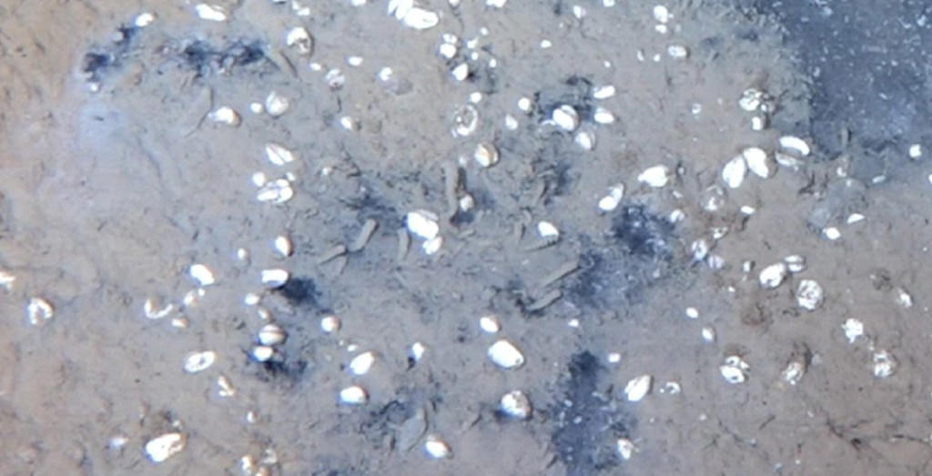 Meet the strange creatures thriving in the deep dark depths of the Pacific