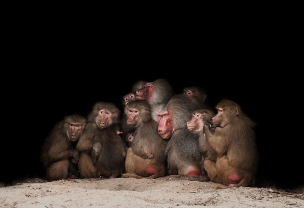 Zoo kills 12 baboons because there wasn’t enough space