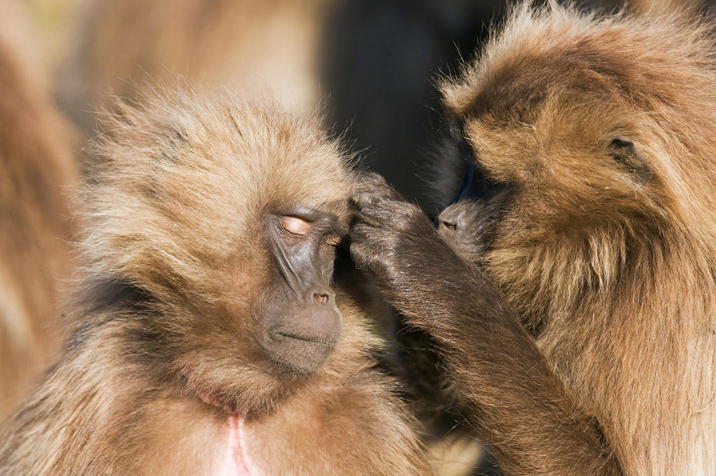 Zoo kills 12 baboons because there wasn’t enough space