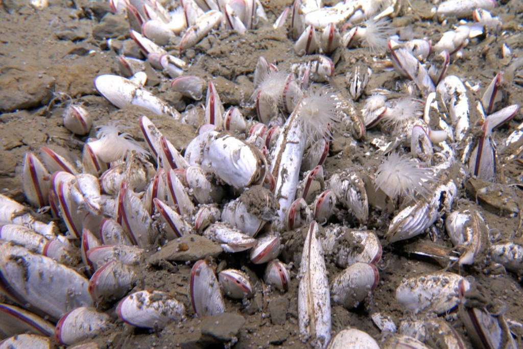 Meet the strange creatures thriving in the deep dark depths of the Pacific