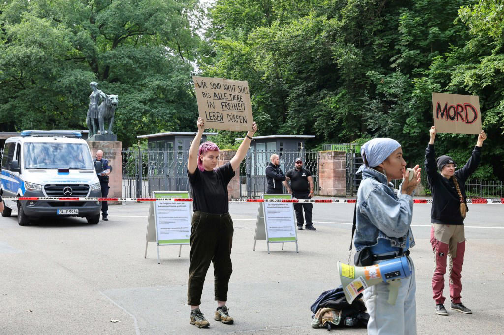 Zoo kills 12 baboons because there wasn’t enough space
