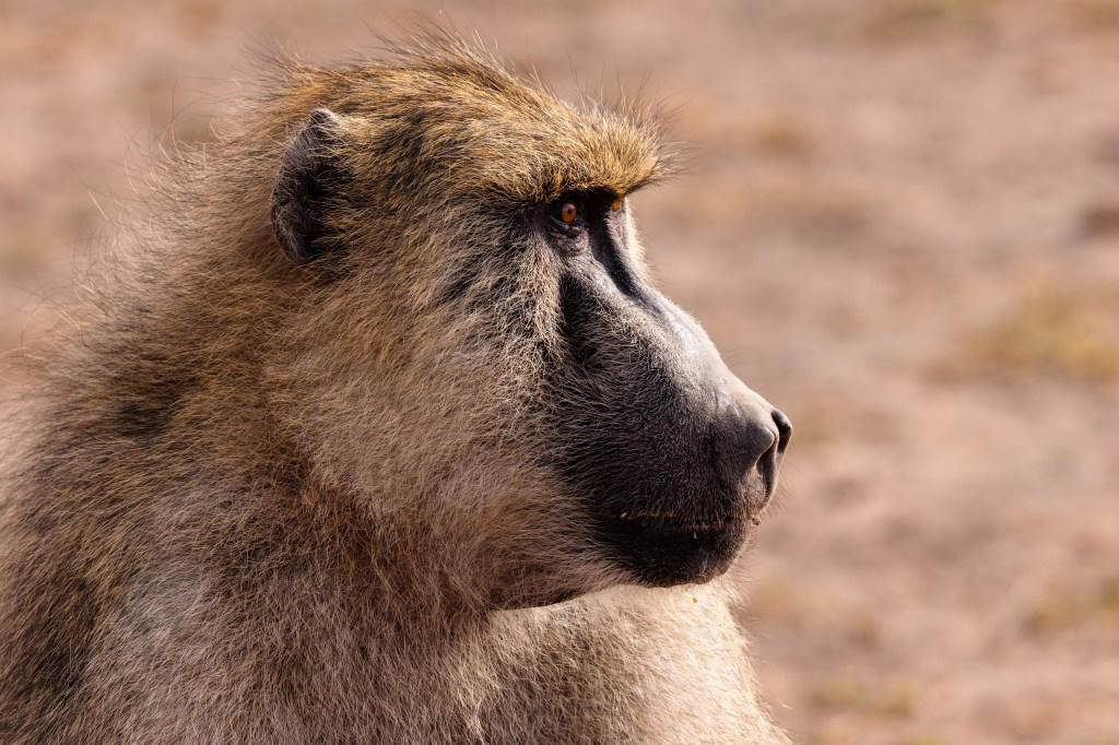 Zoo kills 12 baboons because there wasn’t enough space