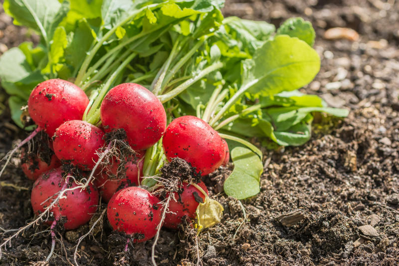Beetroot, Radishes, Silverbeet, Tomatoes, Spring onion, Capsicum
