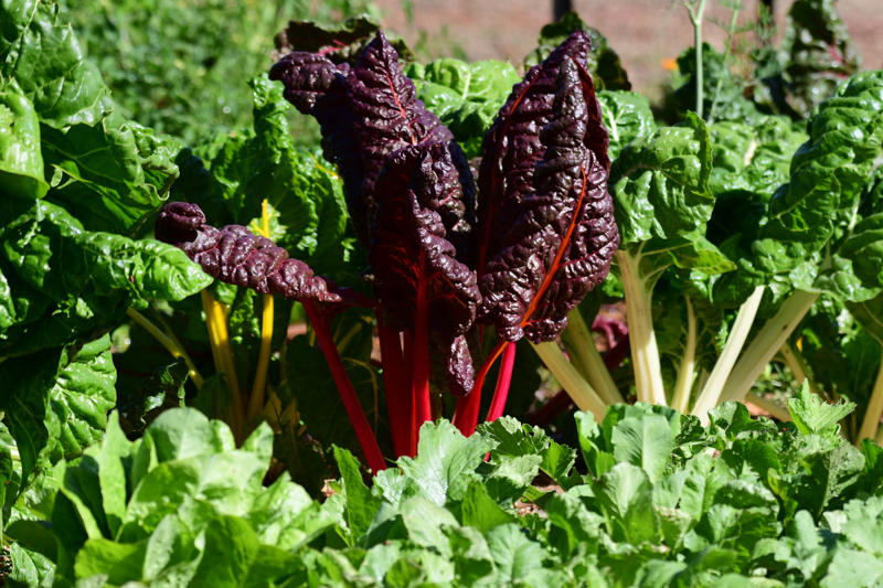 Beetroot, Radishes, Silverbeet, Tomatoes, Spring onion, Capsicum