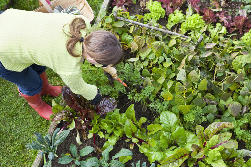 Beetroot, Radishes, Silverbeet, Tomatoes, Spring onion, Capsicum