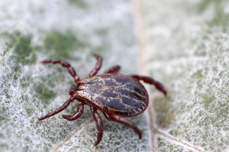 How does one get Lyme disease? How does one get Lyme disease?, If left untreated, Why it’s so common, How to avoid it, Justin Timberlake, Justin Bieber, Shania Twain, Yolanda Hadid, Anwar Hadid, Ben Stiller, Ashley Olsen, Debbie Gibson, Daryl Hall, Jamie-Lynn Sigler, George W. Bush, Parker Posey, Christy Turlington