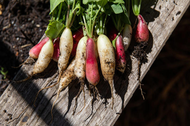 2) Radishes, 4) Lettuce, 5) Peppers, 6) Beets, 7) Spinach, 8) Celery, 9) Chamomile, 12) Roses, 13) Marigold, 15) What NOT to Plant With Onions
