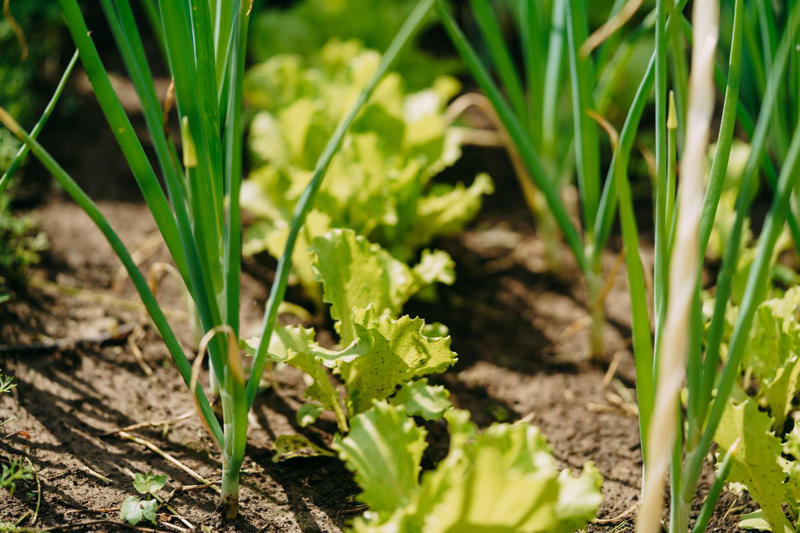 2) Radishes, 4) Lettuce, 5) Peppers, 6) Beets, 7) Spinach, 8) Celery, 9) Chamomile, 12) Roses, 13) Marigold, 15) What NOT to Plant With Onions
