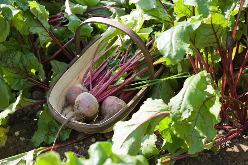2) Radishes, 4) Lettuce, 5) Peppers, 6) Beets, 7) Spinach, 8) Celery, 9) Chamomile, 12) Roses, 13) Marigold, 15) What NOT to Plant With Onions