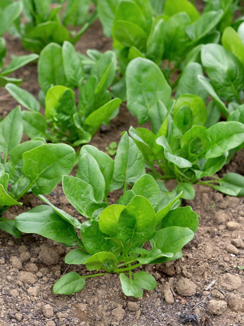 2) Radishes, 4) Lettuce, 5) Peppers, 6) Beets, 7) Spinach, 8) Celery, 9) Chamomile, 12) Roses, 13) Marigold, 15) What NOT to Plant With Onions