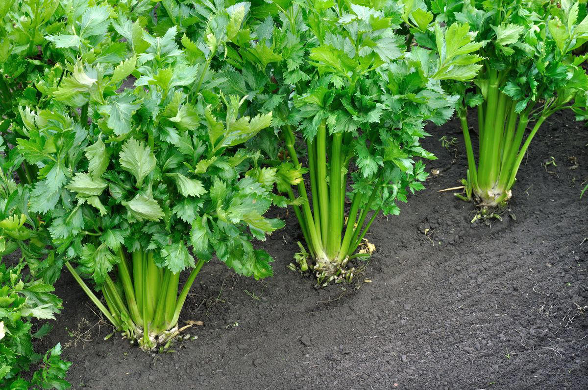 2) Radishes, 4) Lettuce, 5) Peppers, 6) Beets, 7) Spinach, 8) Celery, 9) Chamomile, 12) Roses, 13) Marigold, 15) What NOT to Plant With Onions