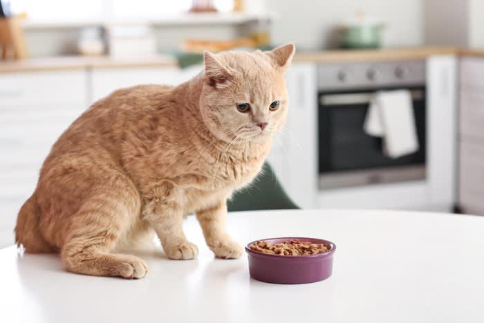 猫の食べムラの主な原因, 試したい！家庭でできる猫の食べムラ対策, 1.健康チェックと早めの受診, 2.食事環境の見直し, 3.フードにひと工夫