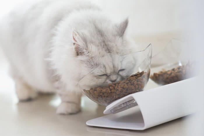 猫の食べムラの主な原因, 試したい！家庭でできる猫の食べムラ対策, 1.健康チェックと早めの受診, 2.食事環境の見直し, 3.フードにひと工夫