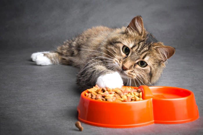 猫の食べムラの主な原因, 試したい！家庭でできる猫の食べムラ対策, 1.健康チェックと早めの受診, 2.食事環境の見直し, 3.フードにひと工夫