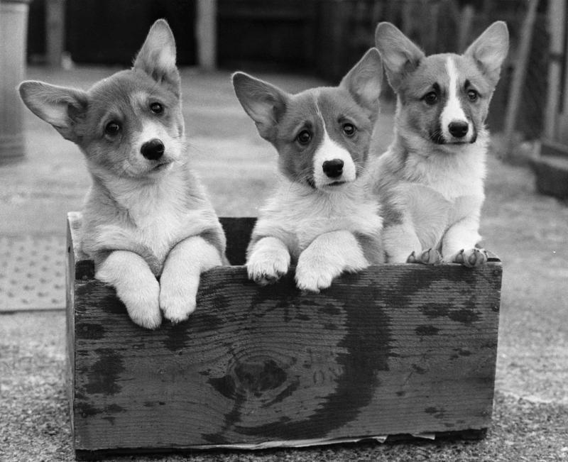 Vintage pics of puppies of days past Full house, How much are those doggies in the window?, Practice makes perfect, Man's best friend, Sitting high, Great Plains puppy, Gone fishing, A concerned mother, The dynamic duo, Every boy's dream, Fox terrier family, A watchful protector, A day at the salon, Kings of the street