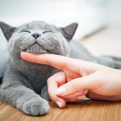 『心が優しい猫』に見られる特徴とは？, 1.攻撃性が少ない, 2.リアクションが穏やか, 3.距離の取り方が上手, おだやかな子に育てるための接し方