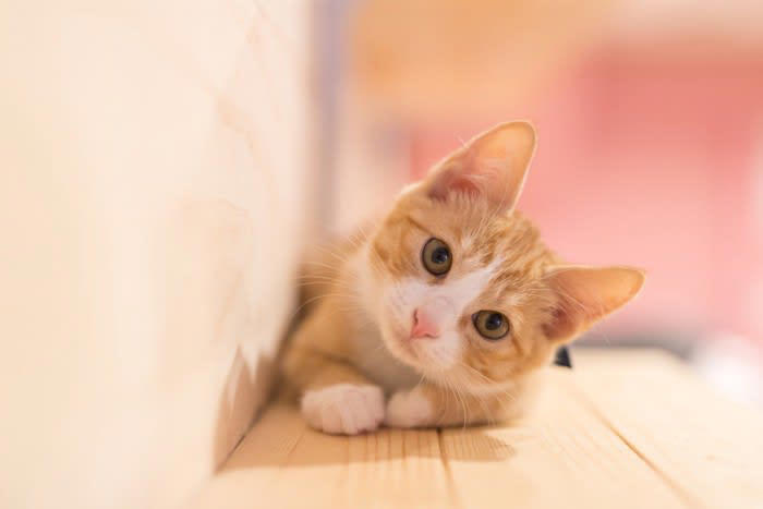 『心が優しい猫』に見られる特徴とは？, 1.攻撃性が少ない, 2.リアクションが穏やか, 3.距離の取り方が上手, おだやかな子に育てるための接し方