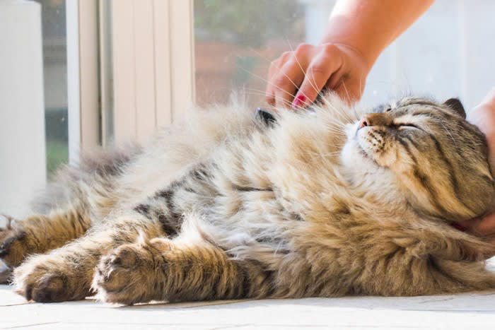 猫をうっとりさせるブラッシングテク5選, 1.猫の好みのスポットから始める, 2.毛の流れに沿ってブラッシング, 3.安定した動きでリラックス効果を, 4.敏感な部位には特別な配慮を, 5.ご褒美とセットでポジティブな体験に, 猫が喜ぶブラシのタイプ別解説, スリッカーブラシ, アンダーコートトリマー