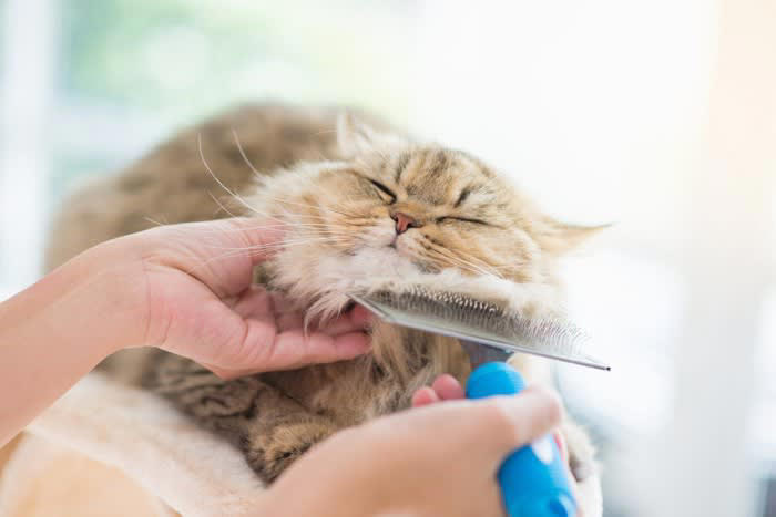 猫をうっとりさせるブラッシングテク5選, 1.猫の好みのスポットから始める, 2.毛の流れに沿ってブラッシング, 3.安定した動きでリラックス効果を, 4.敏感な部位には特別な配慮を, 5.ご褒美とセットでポジティブな体験に, 猫が喜ぶブラシのタイプ別解説, スリッカーブラシ, アンダーコートトリマー