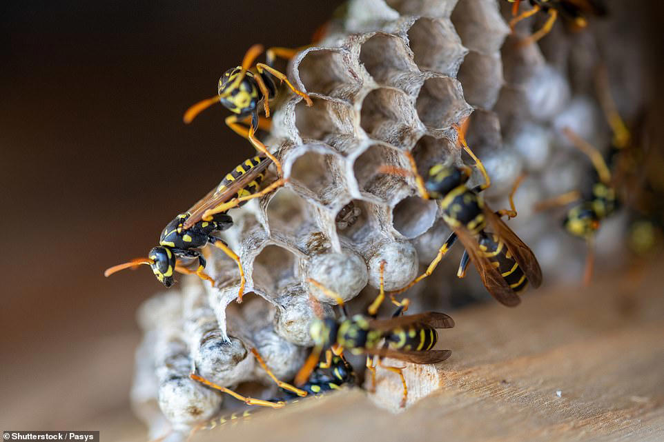 More radioactive wasp nests found at former US nuclear bomb site