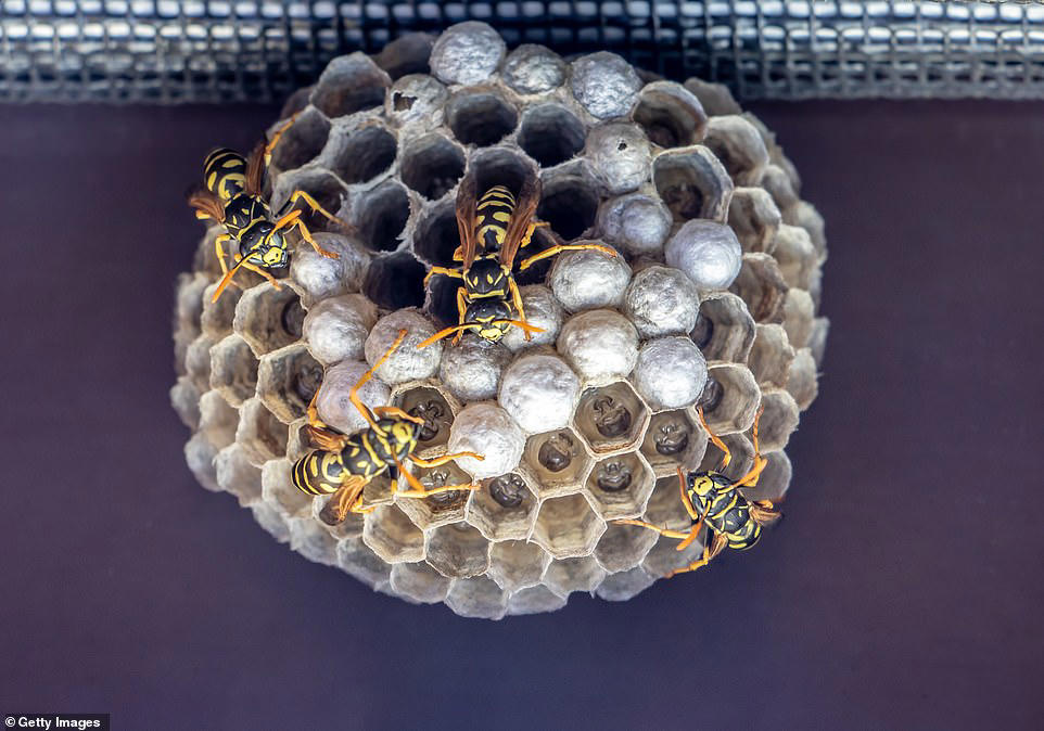 More radioactive wasp nests found at former US nuclear bomb site