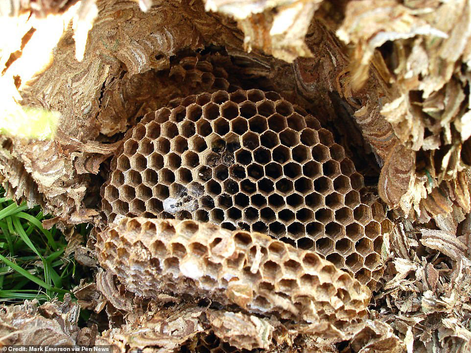 More radioactive wasp nests found at former US nuclear bomb site