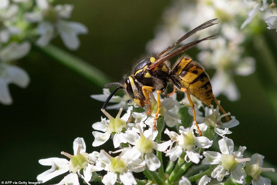 More radioactive wasp nests found at former US nuclear bomb site