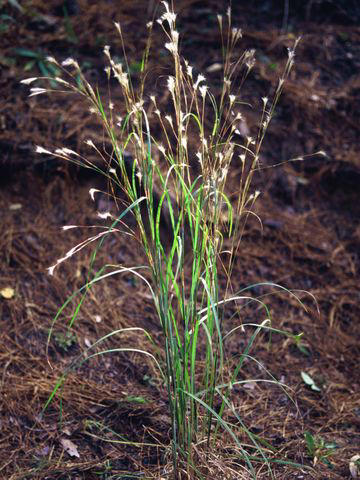 Bushy Bluestem, Lindheimer’s Muhly, Switchgrass, Inland Sea Oats, Pink Muhly Grass, Split Beard Bluestem