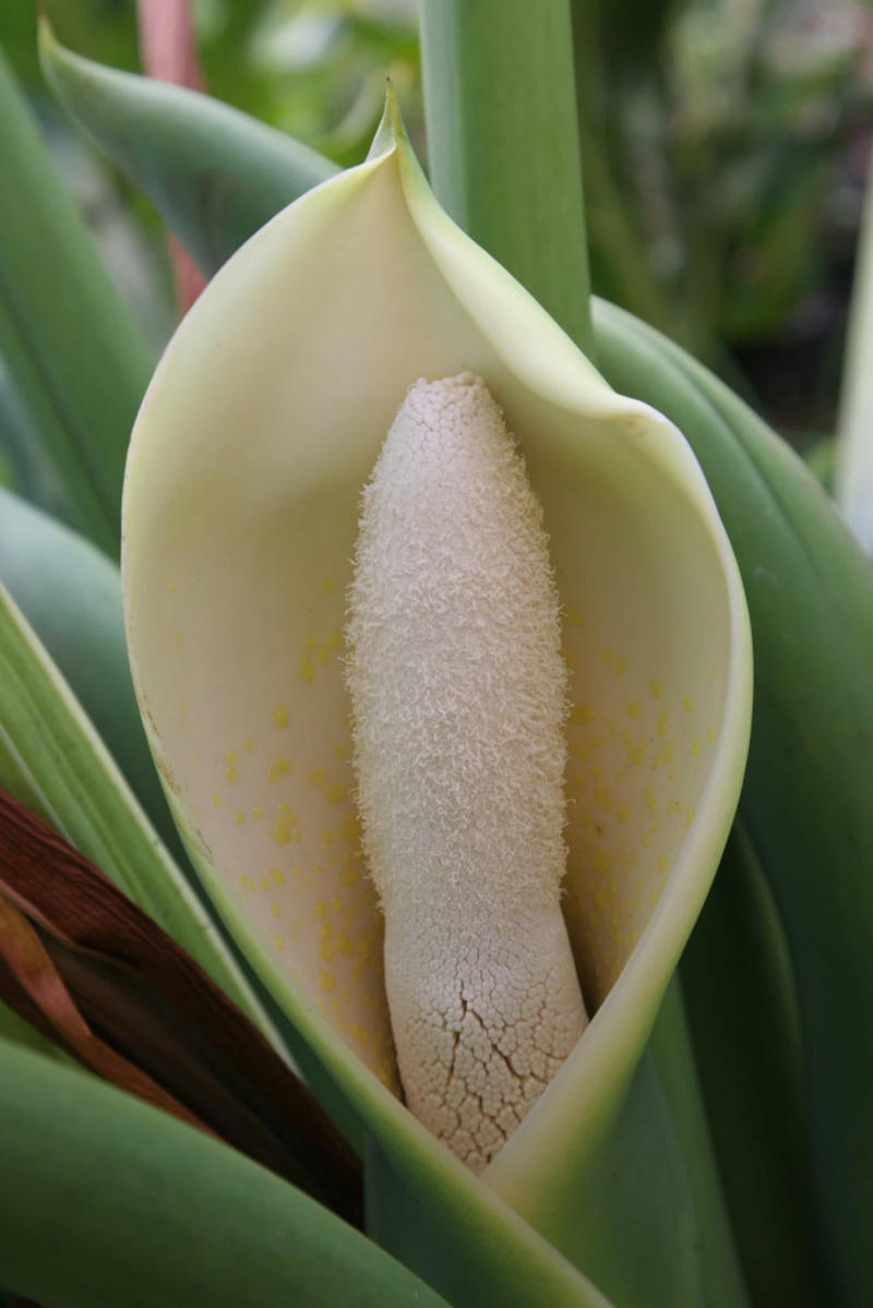 Laceleaf, Bromelia, Jade plant, Peace lily, Devil's ivy, Areca palm, Dracaena, Pleomele, Philodendron martianum, Gerbera daisy, Viper's bowstring hemp, Zanzibar Gem, Philodendron, Lucky bamboo, Elephant's foot, Echeveria elegans, Bromeliads, Chamaedorea elegans