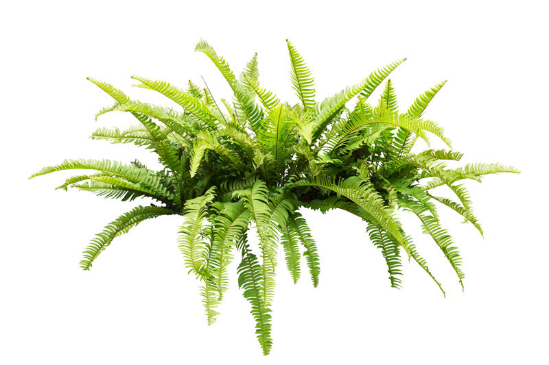 Laceleaf, Bromelia, Jade plant, Peace lily, Devil's ivy, Areca palm, Dracaena, Pleomele, Philodendron martianum, Gerbera daisy, Viper's bowstring hemp, Zanzibar Gem, Philodendron, Lucky bamboo, Elephant's foot, Echeveria elegans, Bromeliads, Chamaedorea elegans