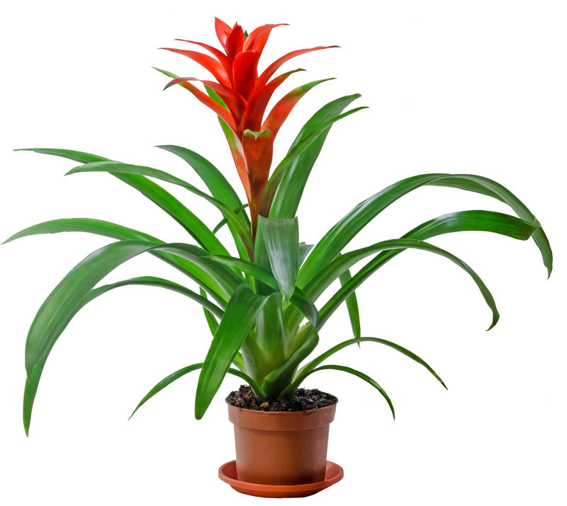Laceleaf, Bromelia, Jade plant, Peace lily, Devil's ivy, Areca palm, Dracaena, Pleomele, Philodendron martianum, Gerbera daisy, Viper's bowstring hemp, Zanzibar Gem, Philodendron, Lucky bamboo, Elephant's foot, Echeveria elegans, Bromeliads, Chamaedorea elegans