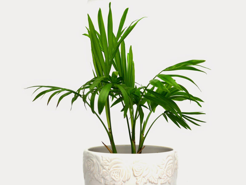 Laceleaf, Bromelia, Jade plant, Peace lily, Devil's ivy, Areca palm, Dracaena, Pleomele, Philodendron martianum, Gerbera daisy, Viper's bowstring hemp, Zanzibar Gem, Philodendron, Lucky bamboo, Elephant's foot, Echeveria elegans, Bromeliads, Chamaedorea elegans