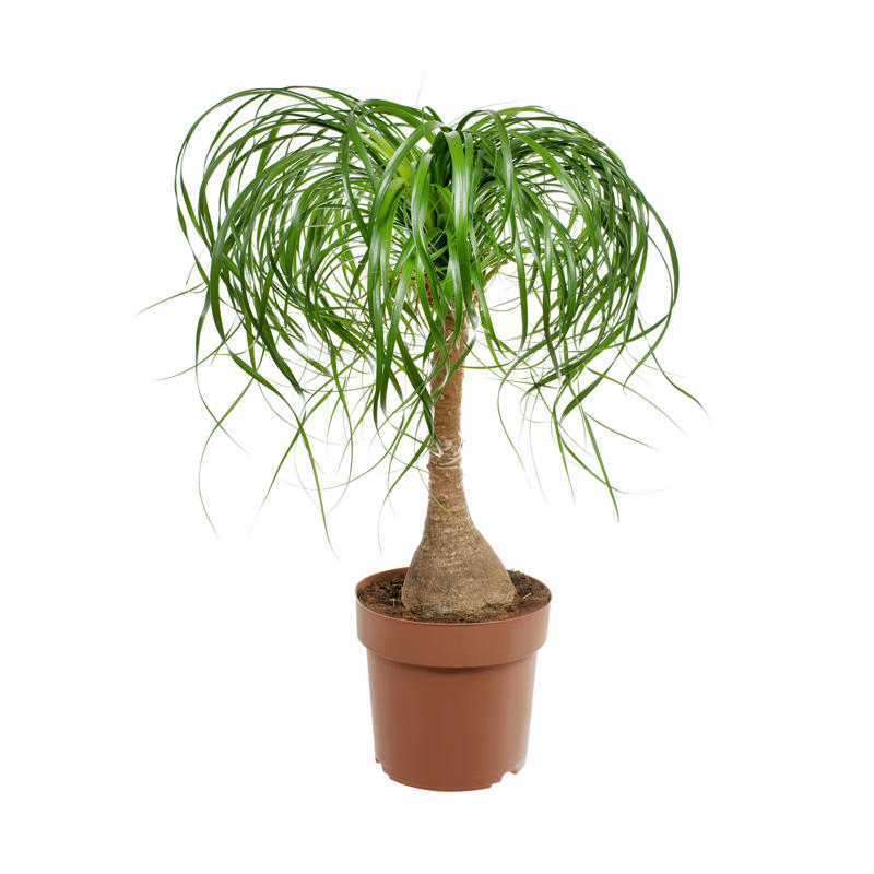 Laceleaf, Bromelia, Jade plant, Peace lily, Devil's ivy, Areca palm, Dracaena, Pleomele, Philodendron martianum, Gerbera daisy, Viper's bowstring hemp, Zanzibar Gem, Philodendron, Lucky bamboo, Elephant's foot, Echeveria elegans, Bromeliads, Chamaedorea elegans