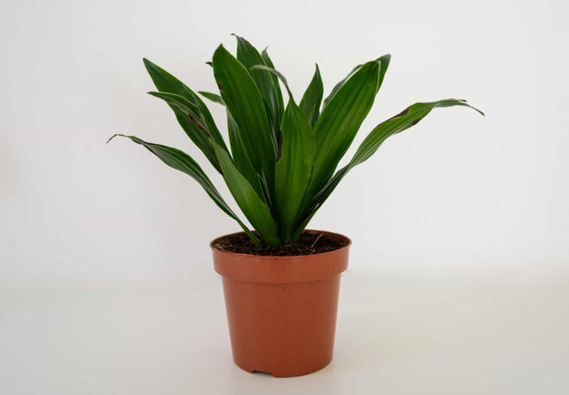 Laceleaf, Bromelia, Jade plant, Peace lily, Devil's ivy, Areca palm, Dracaena, Pleomele, Philodendron martianum, Gerbera daisy, Viper's bowstring hemp, Zanzibar Gem, Philodendron, Lucky bamboo, Elephant's foot, Echeveria elegans, Bromeliads, Chamaedorea elegans