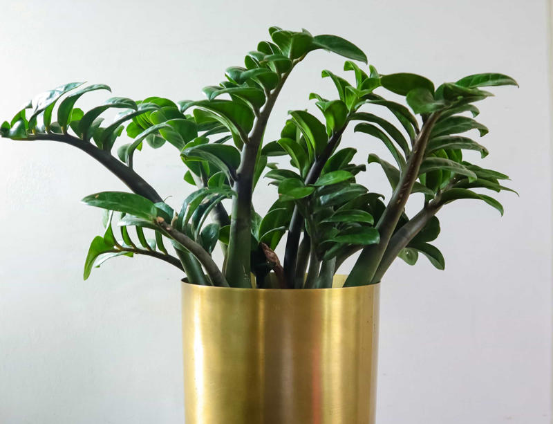 Laceleaf, Bromelia, Jade plant, Peace lily, Devil's ivy, Areca palm, Dracaena, Pleomele, Philodendron martianum, Gerbera daisy, Viper's bowstring hemp, Zanzibar Gem, Philodendron, Lucky bamboo, Elephant's foot, Echeveria elegans, Bromeliads, Chamaedorea elegans