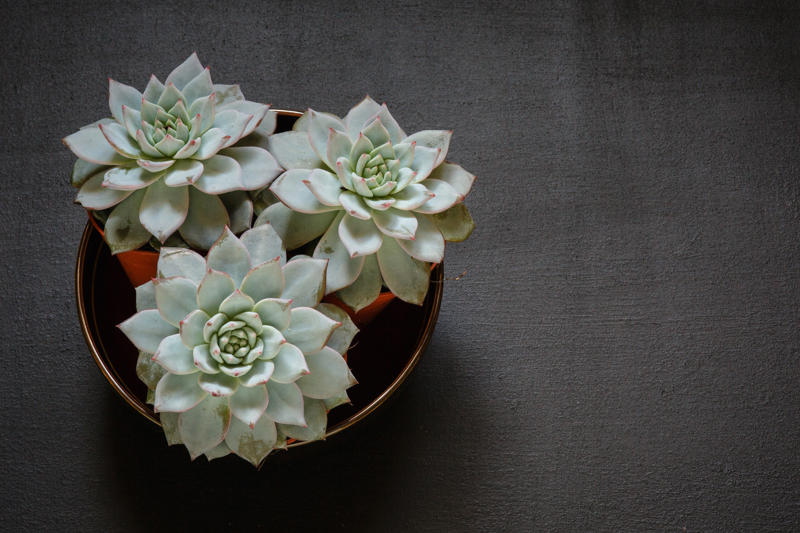 Laceleaf, Bromelia, Jade plant, Peace lily, Devil's ivy, Areca palm, Dracaena, Pleomele, Philodendron martianum, Gerbera daisy, Viper's bowstring hemp, Zanzibar Gem, Philodendron, Lucky bamboo, Elephant's foot, Echeveria elegans, Bromeliads, Chamaedorea elegans