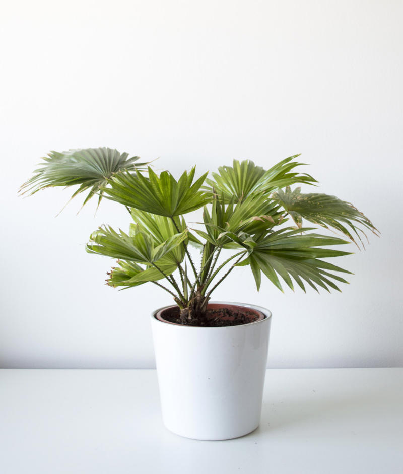 Laceleaf, Bromelia, Jade plant, Peace lily, Devil's ivy, Areca palm, Dracaena, Pleomele, Philodendron martianum, Gerbera daisy, Viper's bowstring hemp, Zanzibar Gem, Philodendron, Lucky bamboo, Elephant's foot, Echeveria elegans, Bromeliads, Chamaedorea elegans