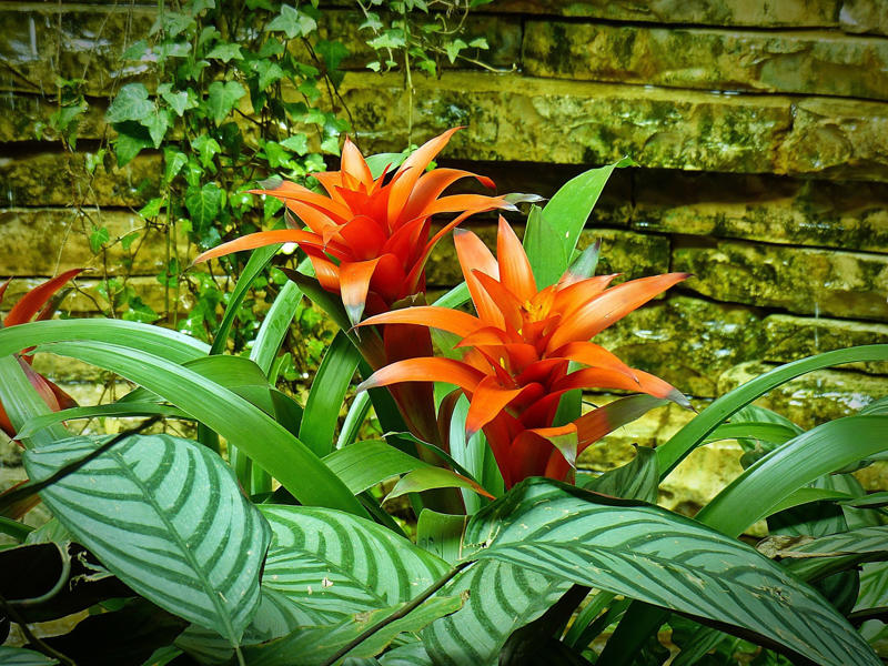 Laceleaf, Bromelia, Jade plant, Peace lily, Devil's ivy, Areca palm, Dracaena, Pleomele, Philodendron martianum, Gerbera daisy, Viper's bowstring hemp, Zanzibar Gem, Philodendron, Lucky bamboo, Elephant's foot, Echeveria elegans, Bromeliads, Chamaedorea elegans