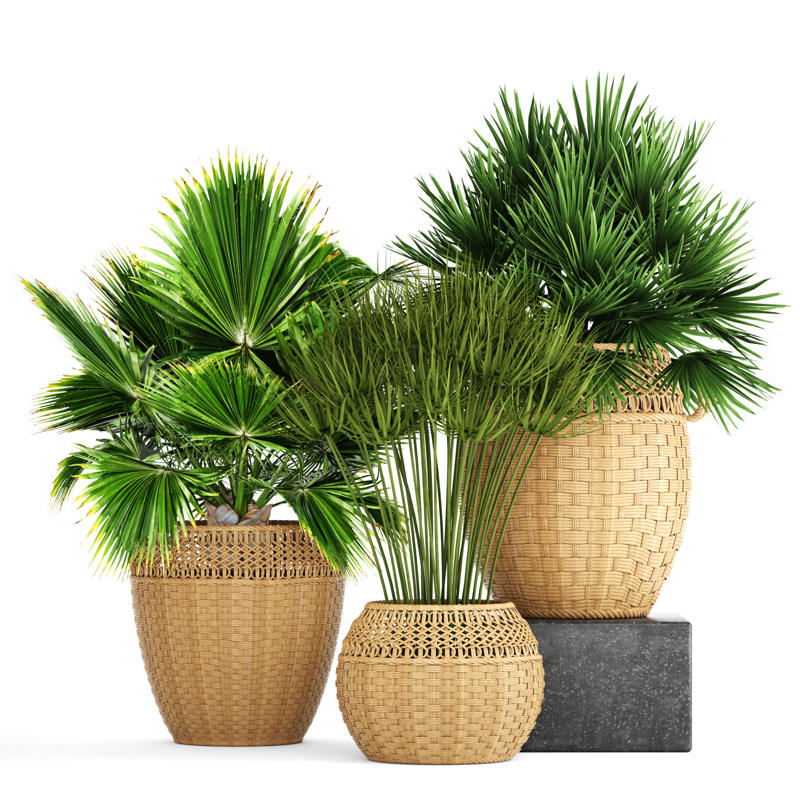 Laceleaf, Bromelia, Jade plant, Peace lily, Devil's ivy, Areca palm, Dracaena, Pleomele, Philodendron martianum, Gerbera daisy, Viper's bowstring hemp, Zanzibar Gem, Philodendron, Lucky bamboo, Elephant's foot, Echeveria elegans, Bromeliads, Chamaedorea elegans