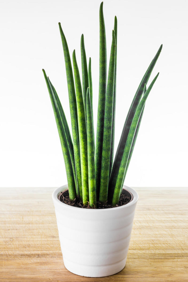 Laceleaf, Bromelia, Jade plant, Peace lily, Devil's ivy, Areca palm, Dracaena, Pleomele, Philodendron martianum, Gerbera daisy, Viper's bowstring hemp, Zanzibar Gem, Philodendron, Lucky bamboo, Elephant's foot, Echeveria elegans, Bromeliads, Chamaedorea elegans