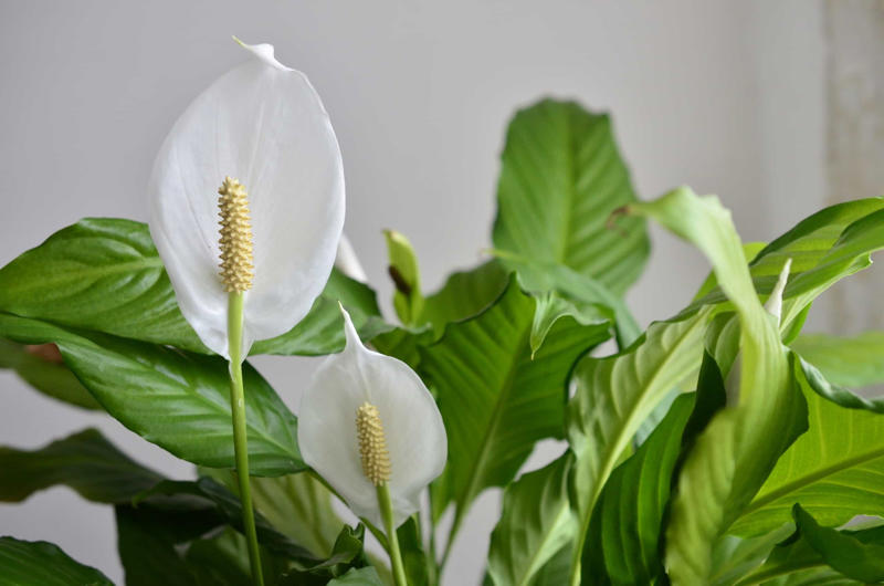 Laceleaf, Bromelia, Jade plant, Peace lily, Devil's ivy, Areca palm, Dracaena, Pleomele, Philodendron martianum, Gerbera daisy, Viper's bowstring hemp, Zanzibar Gem, Philodendron, Lucky bamboo, Elephant's foot, Echeveria elegans, Bromeliads, Chamaedorea elegans