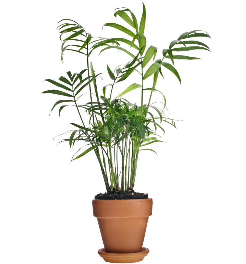 Laceleaf, Bromelia, Jade plant, Peace lily, Devil's ivy, Areca palm, Dracaena, Pleomele, Philodendron martianum, Gerbera daisy, Viper's bowstring hemp, Zanzibar Gem, Philodendron, Lucky bamboo, Elephant's foot, Echeveria elegans, Bromeliads, Chamaedorea elegans