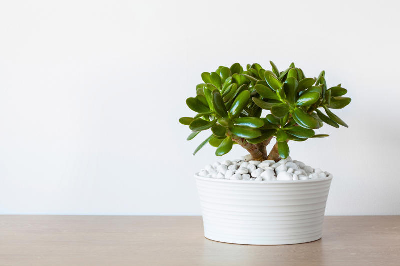 Laceleaf, Bromelia, Jade plant, Peace lily, Devil's ivy, Areca palm, Dracaena, Pleomele, Philodendron martianum, Gerbera daisy, Viper's bowstring hemp, Zanzibar Gem, Philodendron, Lucky bamboo, Elephant's foot, Echeveria elegans, Bromeliads, Chamaedorea elegans